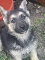 Ruth, a female German Shepherd Dog for sale in Peoria, IL – Photo 2 of 2