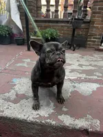 Chanel, a female French Bulldog for sale in New York, NY – 4 of 5
