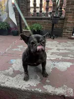 Chanel, a female French Bulldog for sale in New York, NY – 3 of 5