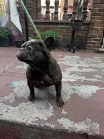 Chanel, a female French Bulldog for sale in New York, NY – 5 of 5