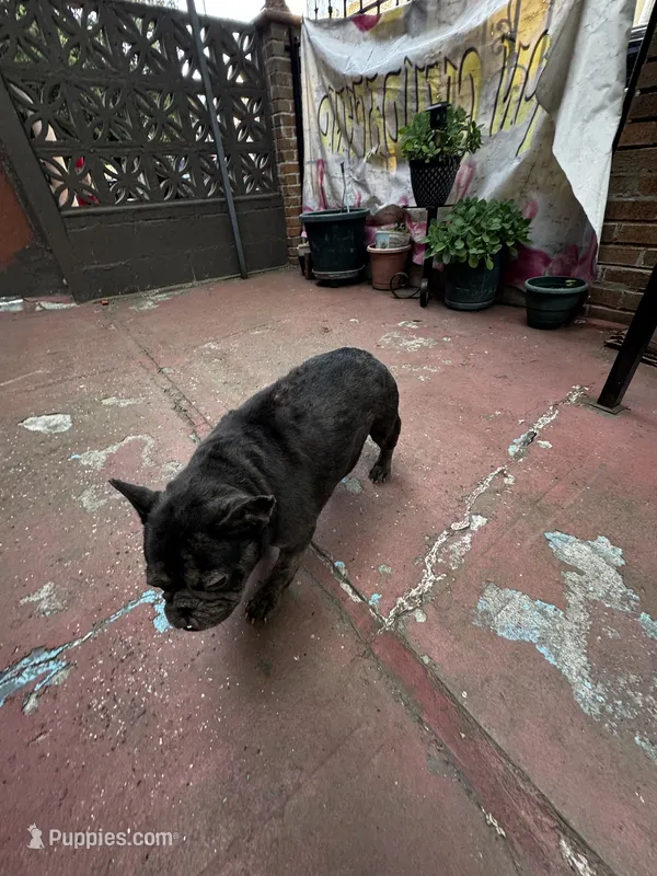 Chanel – French Bulldog puppy for sale in New York, NY