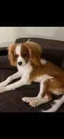 Avery, a male Cavalier King Charles Spaniel for sale in Buford, GA – 4 of 5