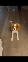 Avery, a male Cavalier King Charles Spaniel for sale in Buford, GA – 3 of 5