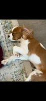 Avery, a male Cavalier King Charles Spaniel for sale in Buford, GA – 5 of 5