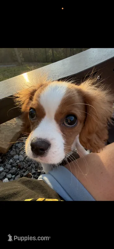 Avery – Cavalier King Charles Spaniel puppy for sale in Buford, GA