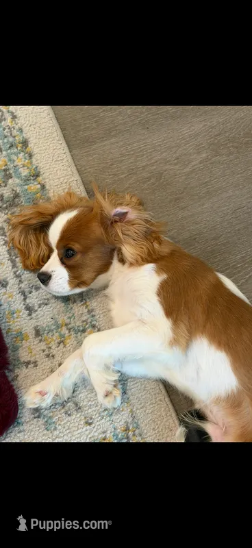 Avery – Cavalier King Charles Spaniel puppy for sale in Buford, GA