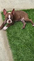 Bentley, a male Boston Terrier for sale in Calera, AL – 2 of 5