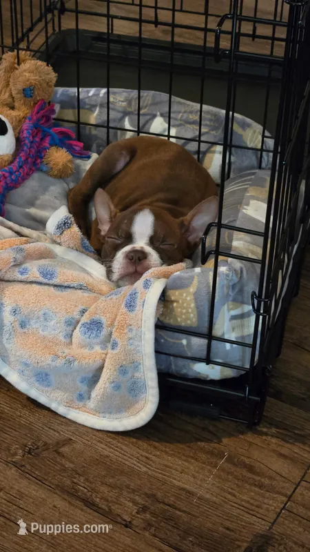 Bentley – Boston Terrier puppy for sale in Calera, AL