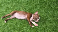 Bentley, a male Boston Terrier for sale in Calera, AL – 3 of 5