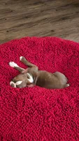 Bentley, a male Boston Terrier for sale in Calera, AL – 5 of 5