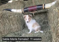 Sable MerleF2, a male Shetland Sheepdog for sale in Scio, OR – 3 of 4