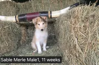 Sable MerleM1, a male Shetland Sheepdog for sale in Scio, OR – 2 of 4
