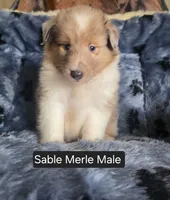 Sable Merle M, a male Shetland Sheepdog for sale in Scio, OR – 2 of 4