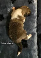 Sable Male 4, a male Shetland Sheepdog for sale in Scio, OR – 2 of 5