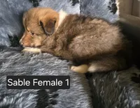 Sable F 1, a female Shetland Sheepdog for sale in Scio, OR – 3 of 4