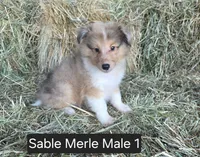 Sable Merle M1, a male Shetland Sheepdog for sale in Scio, OR – 3 of 6