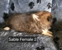 Sable F 2, a female Shetland Sheepdog for sale in Scio, OR – 3 of 4