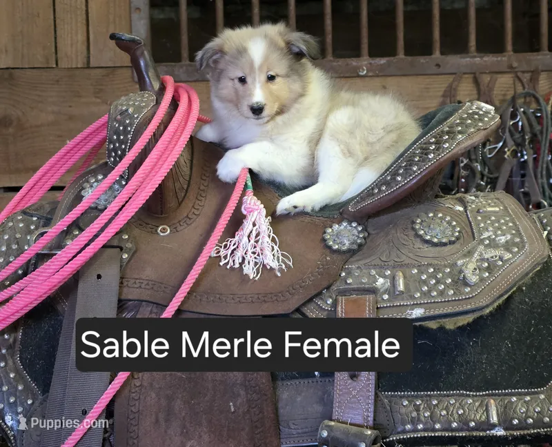 Sable Merle F – Shetland Sheepdog puppy for sale in Scio, OR