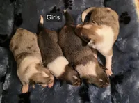 Sable Merle F2, a female Shetland Sheepdog for sale in Scio, OR – 3 of 5
