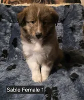 Sable F 1, a female Shetland Sheepdog for sale in Scio, OR – 3 of 6