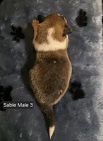 Sable Male 3, a male Shetland Sheepdog for sale in Scio, OR – 2 of 5