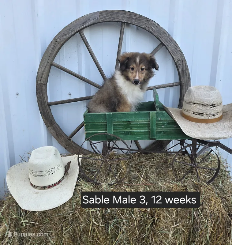 Sable M 3 – Shetland Sheepdog puppy for sale in Scio, OR