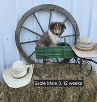 Sable M 3, a male Shetland Sheepdog for sale in Scio, OR – 1 of 3