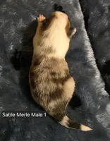 Sable Merle M, a male Shetland Sheepdog for sale in Scio, OR – 2 of 5