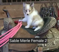 Sable Merle F2, a female Shetland Sheepdog for sale in Scio, OR – 5 of 6