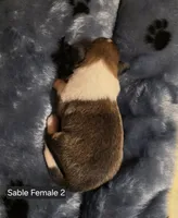 Sable Female 2, a female Shetland Sheepdog for sale in Scio, OR – 2 of 5