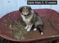 Sable M 3, a male Shetland Sheepdog for sale in Scio, OR – 3 of 3