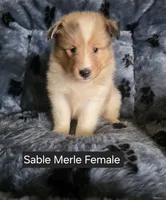 Sable Merle F, a female Shetland Sheepdog for sale in Scio, OR – 2 of 4