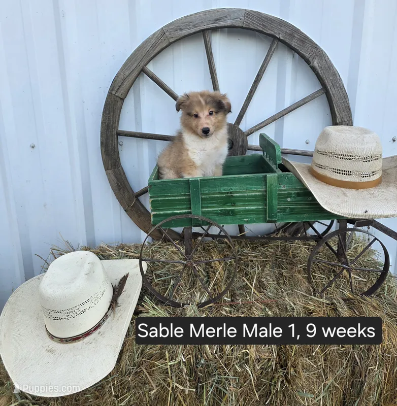 Sable Merle M1 – Shetland Sheepdog puppy for sale in Scio, OR