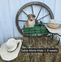 Sable Merle M1, a male Shetland Sheepdog for sale in Scio, OR – 1 of 6
