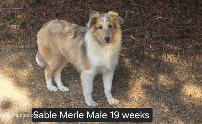 Sable Merle M – Shetland Sheepdog puppy for sale in Scio, OR