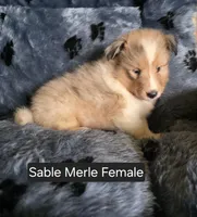 Sable Merle F, a female Shetland Sheepdog for sale in Scio, OR – 3 of 4