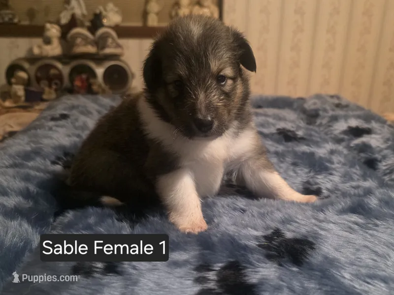Sable Female 1 – Shetland Sheepdog puppy for sale in Scio, OR