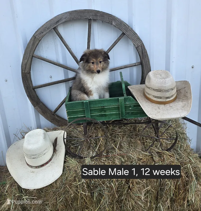 Sable M 1 – Shetland Sheepdog puppy for sale in Scio, OR
