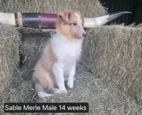 Sable MerleM, a male Shetland Sheepdog for sale in Scio, OR – 2 of 4