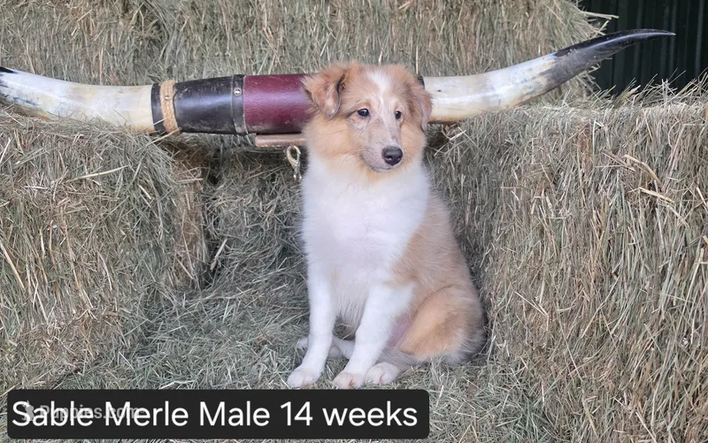 Sable MerleM – Shetland Sheepdog puppy for sale in Scio, OR