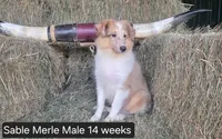 Sable MerleM, a male Shetland Sheepdog for sale in Scio, OR – 1 of 4