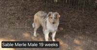 Sable Merle M, a male Shetland Sheepdog for sale in Scio, OR – 3 of 6