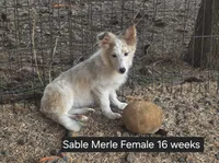 Sable Merle F, a female Shetland Sheepdog for sale in Scio, OR – 6 of 6