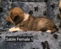 Sable F 1, a female Shetland Sheepdog for sale in Scio, OR – 4 of 6