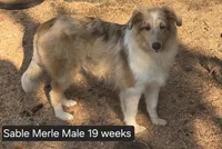 Sable Merle M, a male Shetland Sheepdog for sale in Scio, OR – 6 of 6