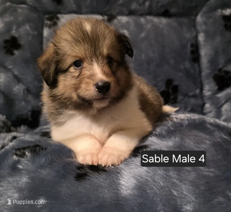 Sable Male 4 – Shetland Sheepdog puppy for sale in Scio, OR