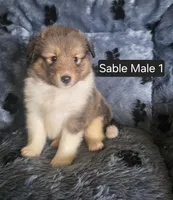 Sable M 1, a male Shetland Sheepdog for sale in Scio, OR – 1 of 4