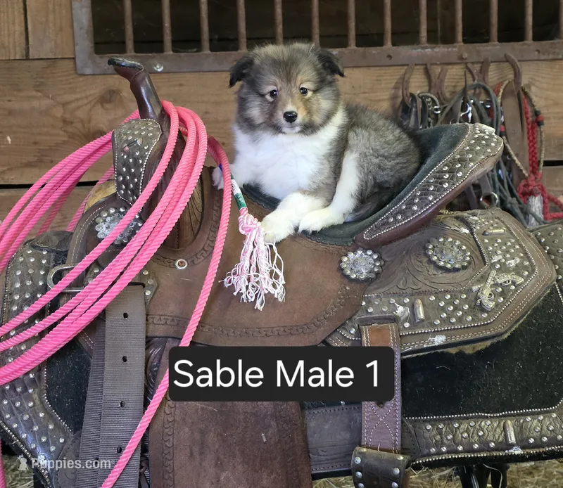 Sable M 1 – Shetland Sheepdog puppy for sale in Scio, OR