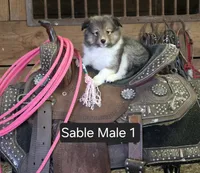Sable M 1, a male Shetland Sheepdog for sale in Scio, OR – 1 of 6