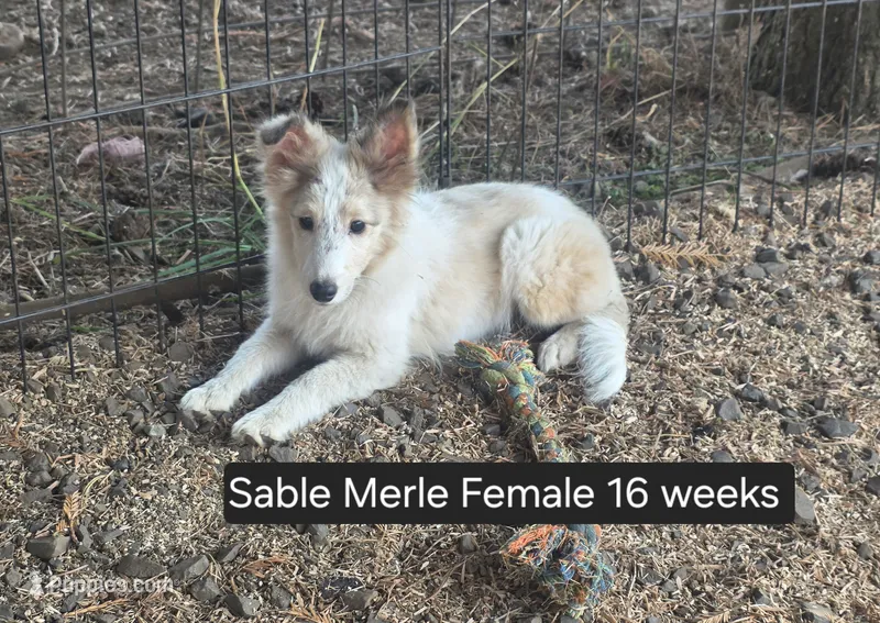 Sable Merle F – Shetland Sheepdog puppy for sale in Scio, OR